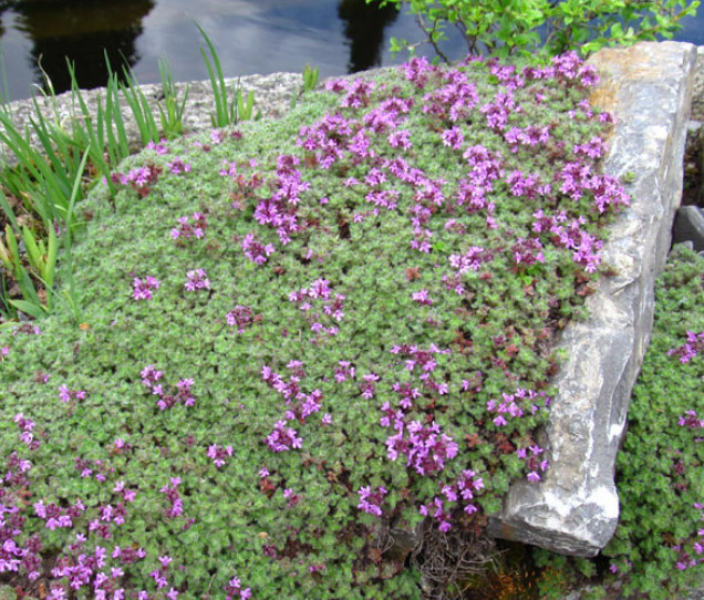Landscaper’s Pack WILD THYME Fragrant Groundcover Honey Bees Non-GMO 5000 Seeds!