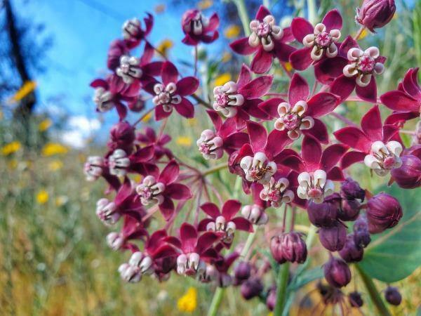 Asclepias cordifolia | Heartleaf Milkweed | 10 Seeds
