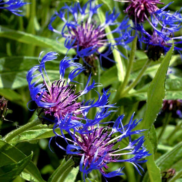 20 MOUNTAIN BLUE CORNFLOWER SEEDS PERENNIAL Centaurea montana Cold Hardy Plant