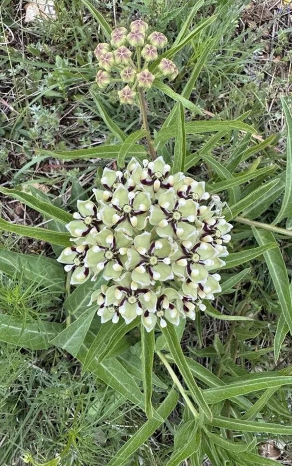 Antelope Horn Milkweed 50 Seeds Asclepias asperula Wildflower