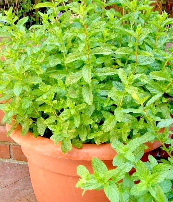 301+SPEARMINT Seeds Organic Herb Mint Tea Patio Container Vegetable Garden Easy