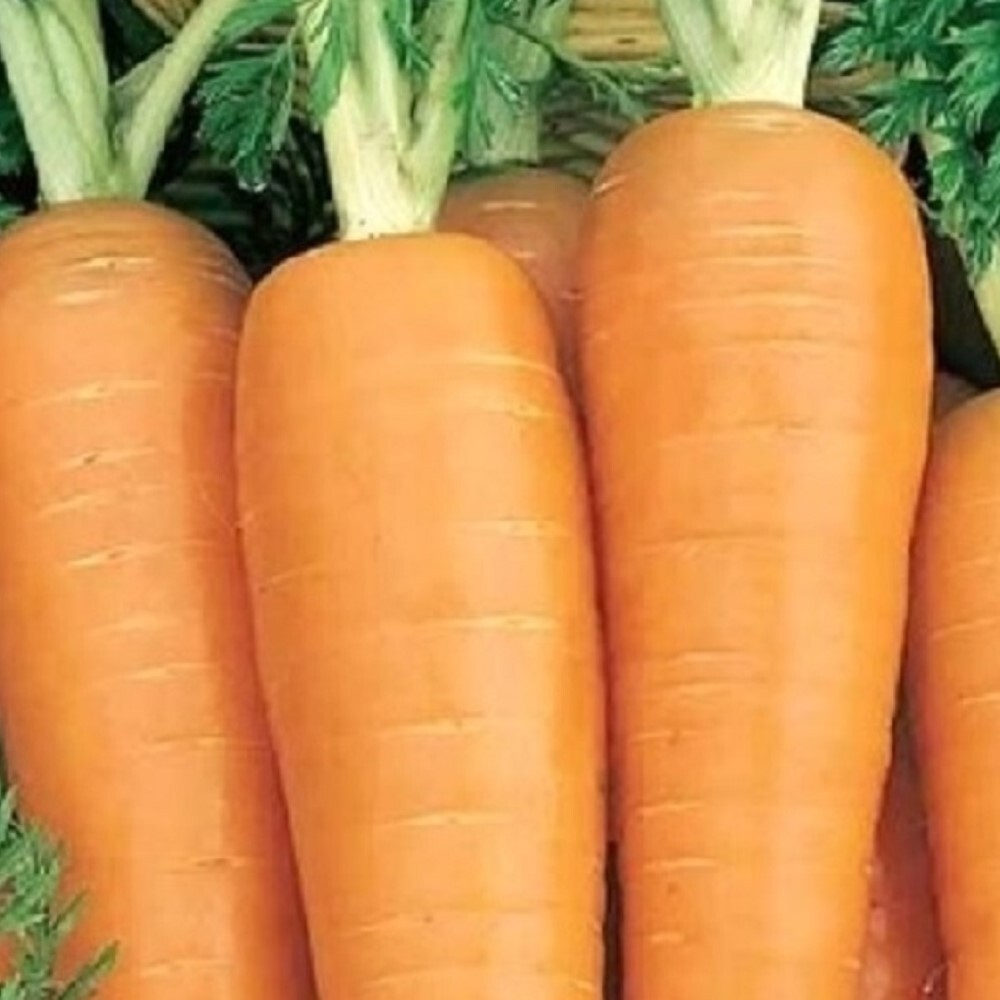 Danvers 126 Carrot Seeds | NON-GMO | Heirloom | Fresh Vegetable Seeds