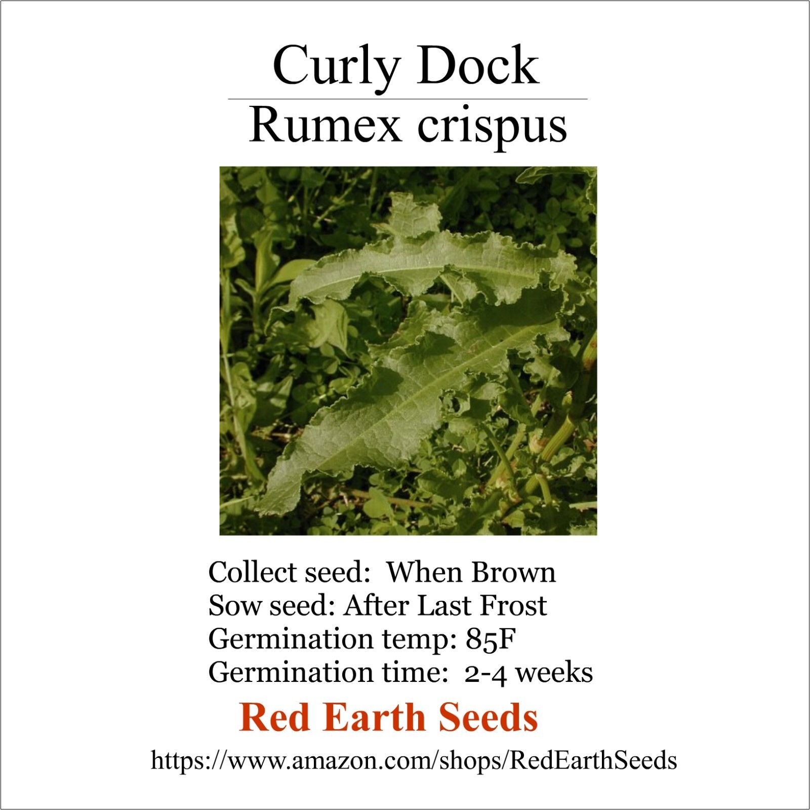 Curly Dock – 300 seeds – Rumex crispus