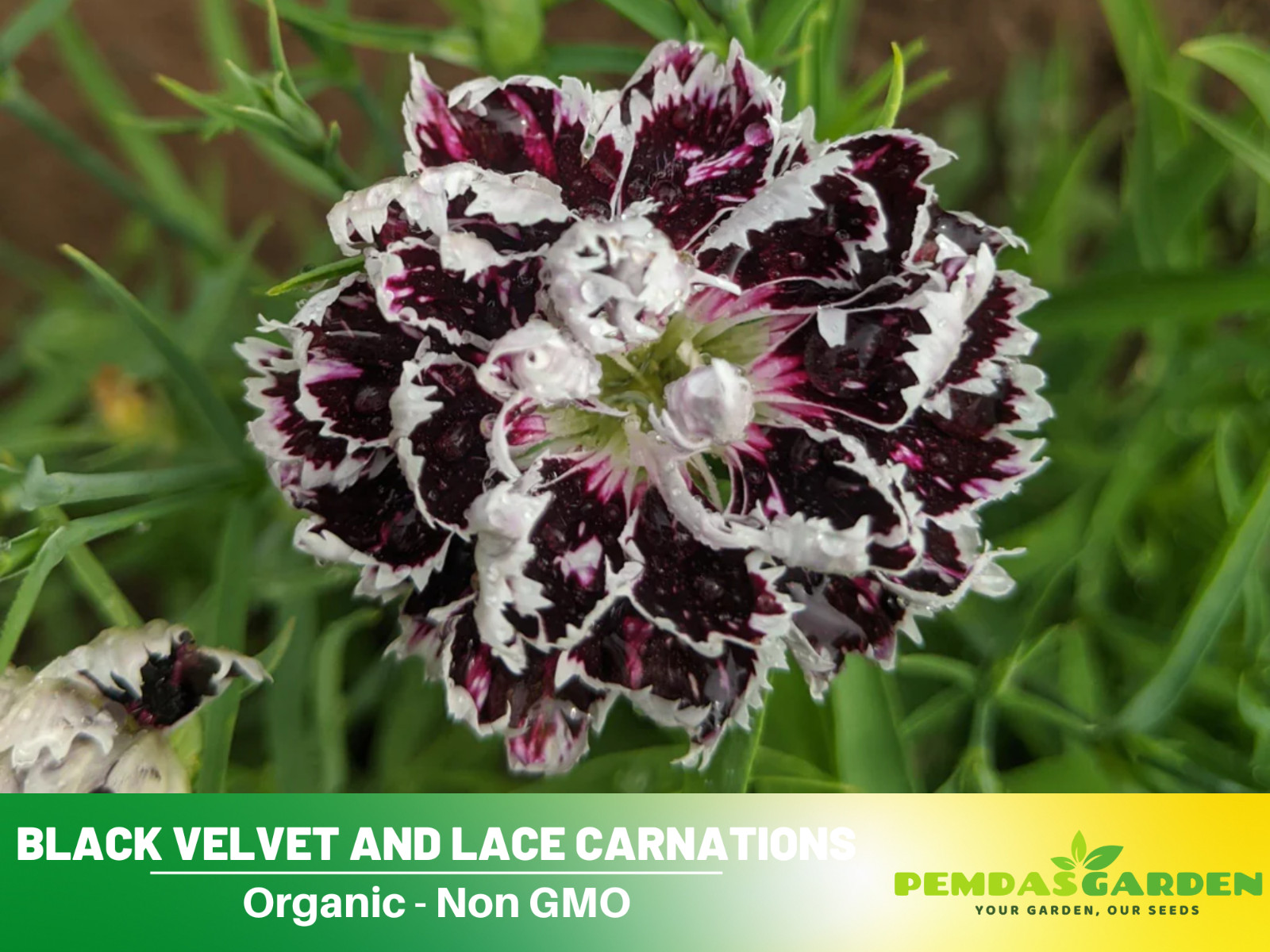 30 Seeds| China Pink ‘Black Velvet and Lace Carnations – Dianthus Flowers Seeds