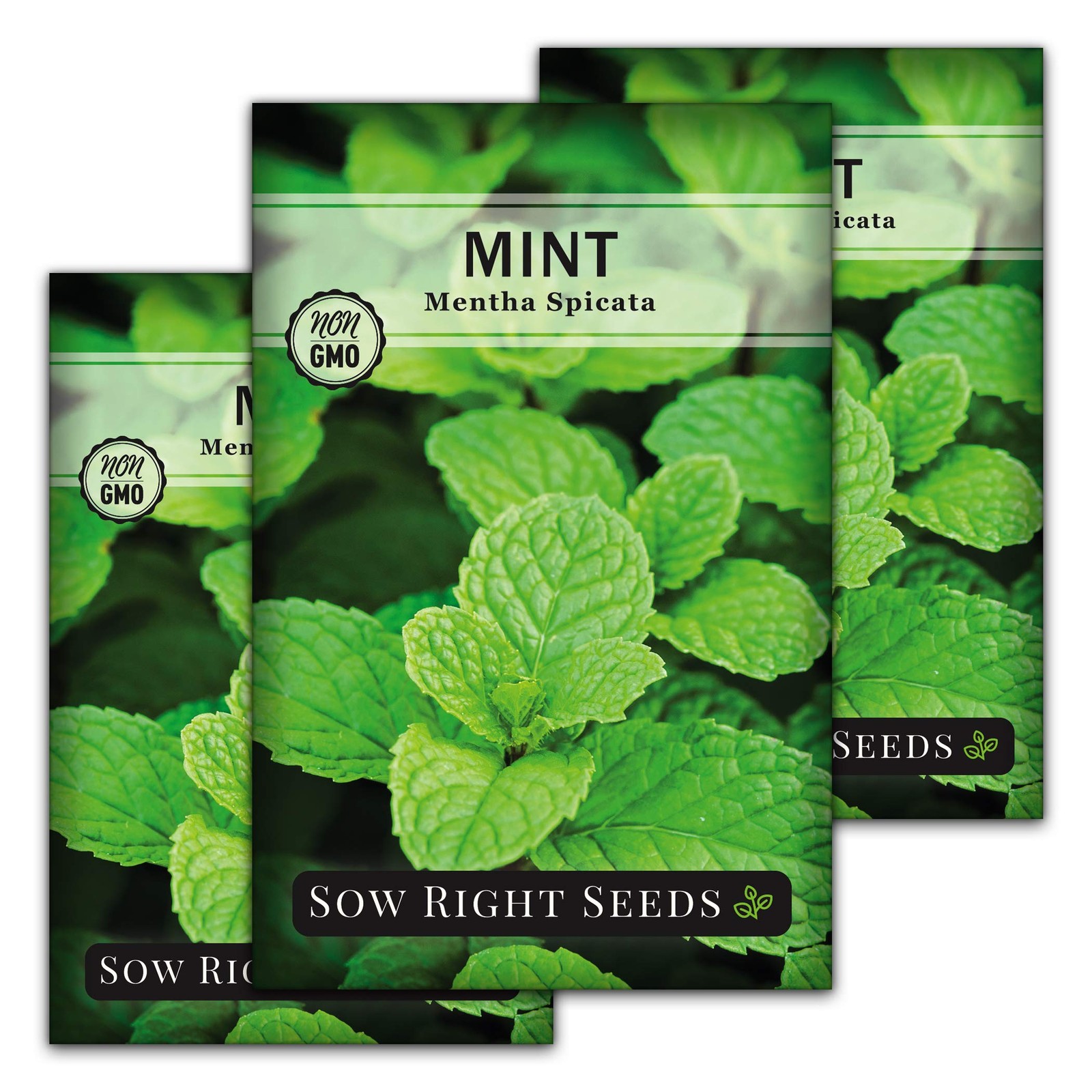 Mint for Planting NonGMO Heirloom Packet with Instructions to Plant an Herb…