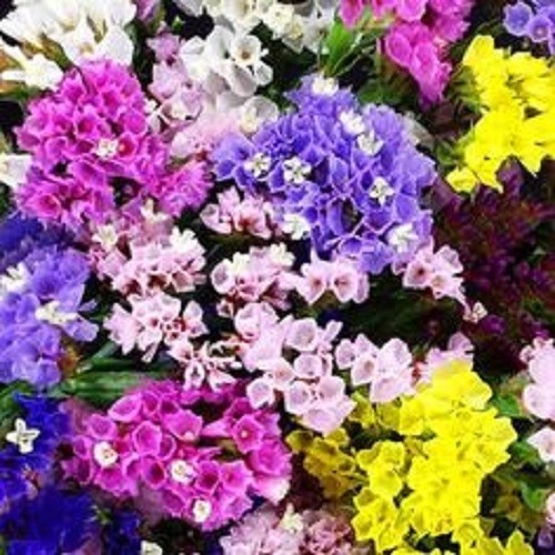50+ Saponaria Soapwort Beauty Mix Flower Seeds / Annual