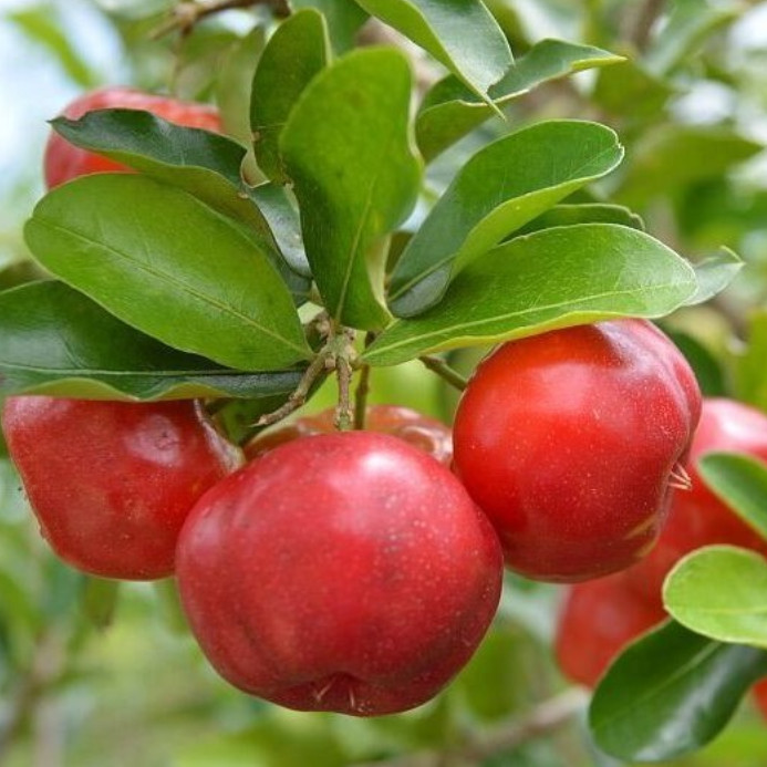 Barbados Cherry Live Plant – 4-6″ Tall – Tropical Fruit Tree for Fresh Eating