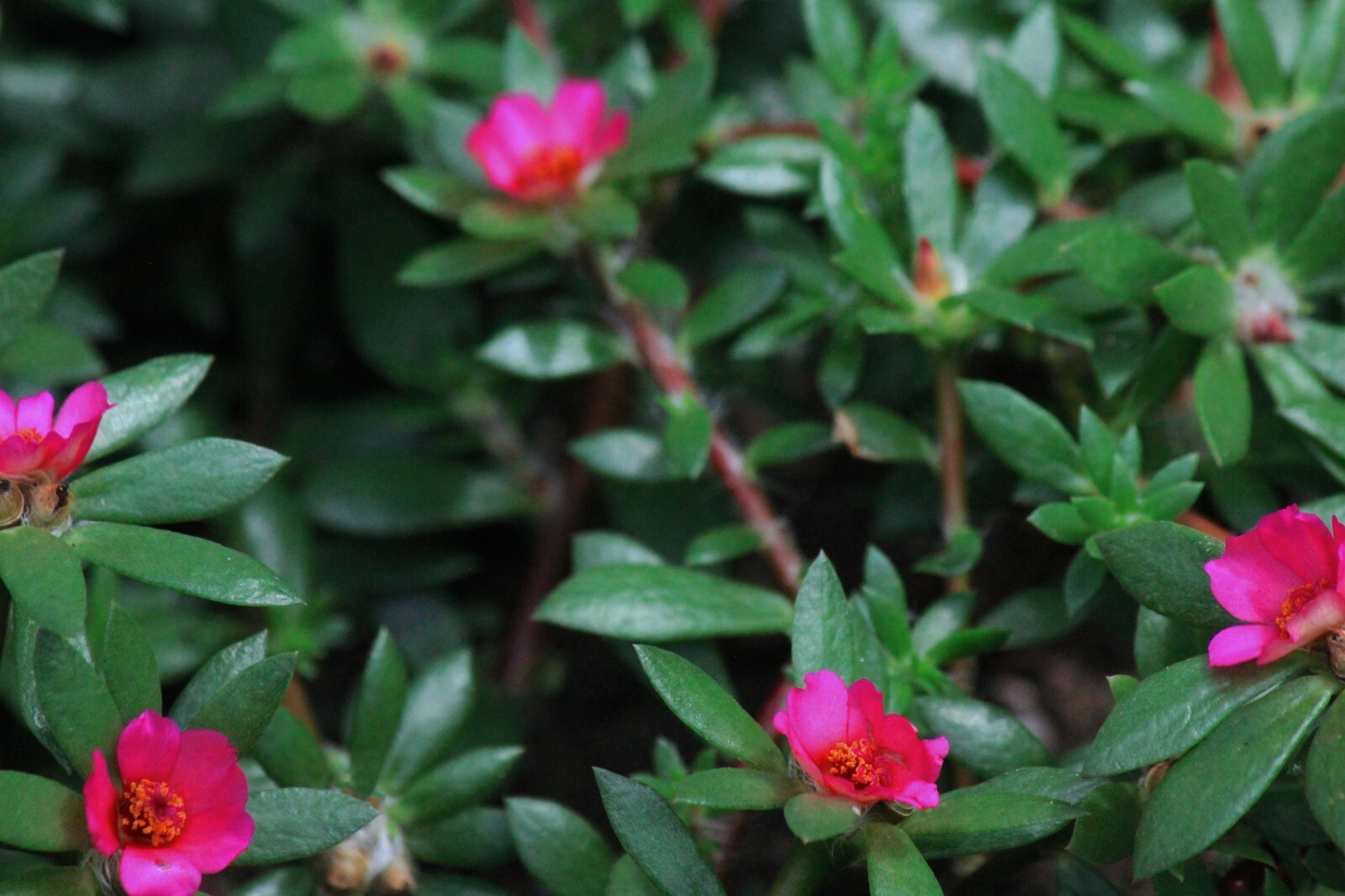 Pink moss rose – 50+ SEEDS – paraguayan purslane Portulaca amilis – ground cover