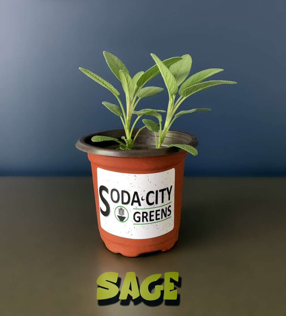 Sage Herb Perennial Seeds