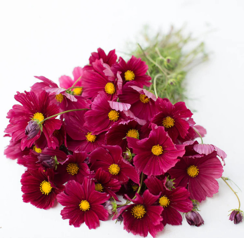 Cosmos RUBENZA Unique Ruby Color Pollinators Dwarf Butterflies Non-GMO 100 Seeds