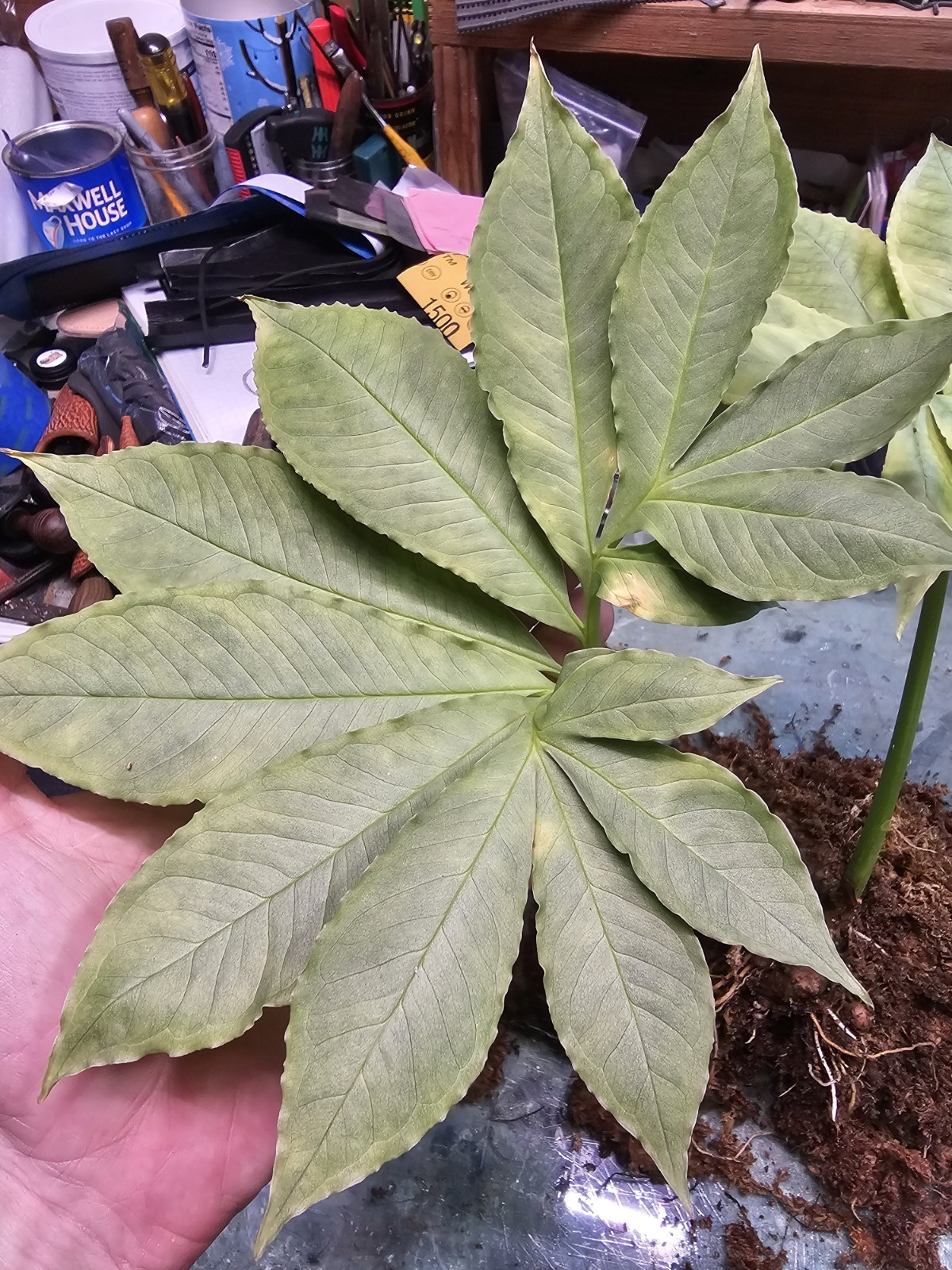 Amorphophallus manta Payakumbuh Pastel Silver form! SUPER RARE Medium 1.0″ bulb!