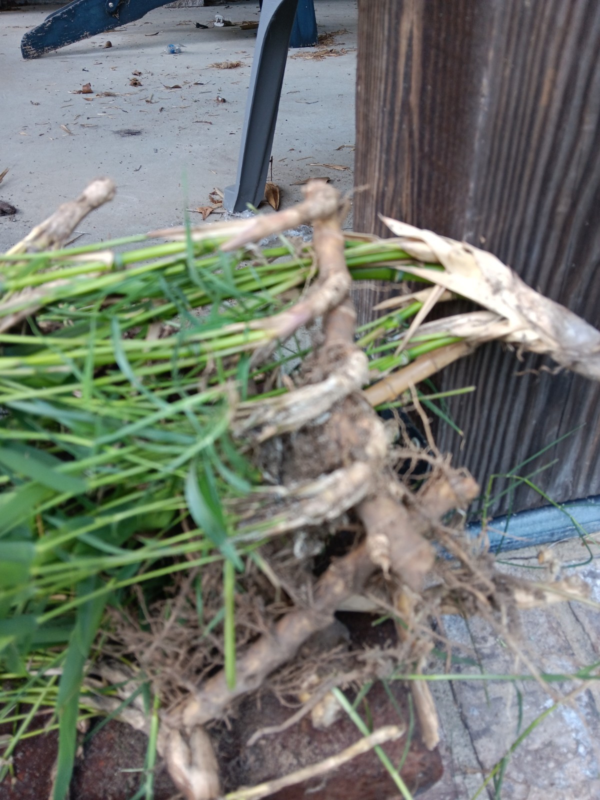 Bamboo Plants Live Starter Plant 10 Rizomes Organic Aurea Bamboo