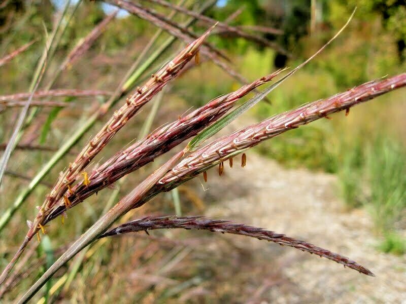 501+BIG BLUESTEM Seeds Native Tall Grass Prairie Ornamental Drought Heat Cold