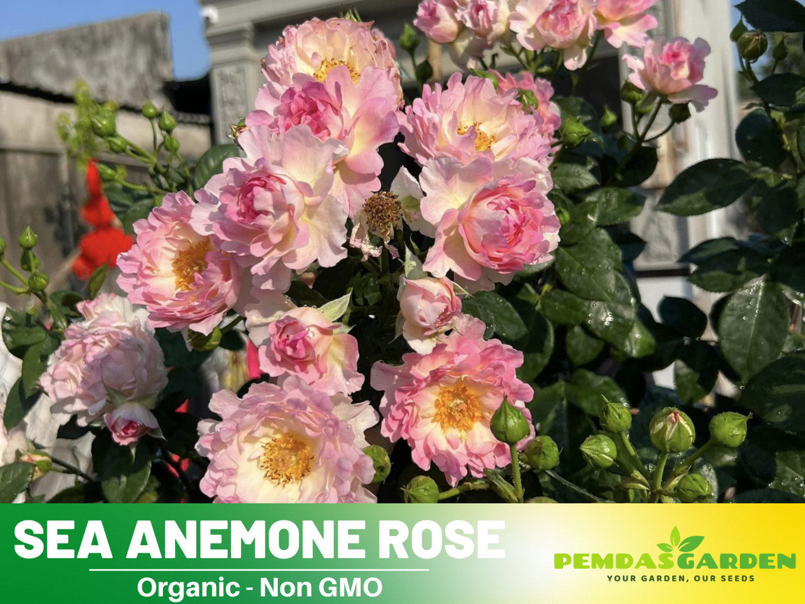 30+ Seeds| Sea Anemone Perennial Rose Seeds