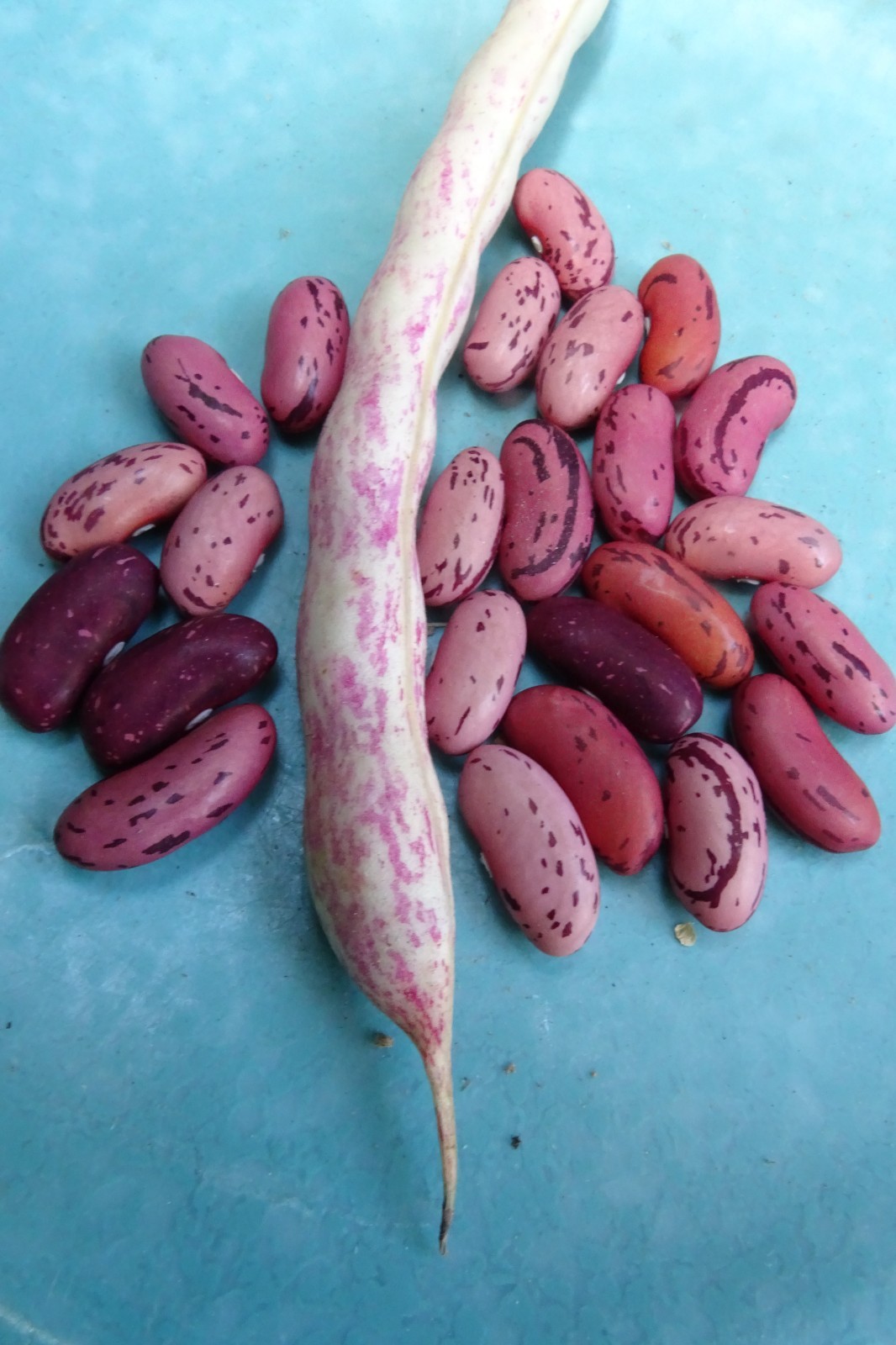 Andean Bush Bean – productive rose-colored pinto bean