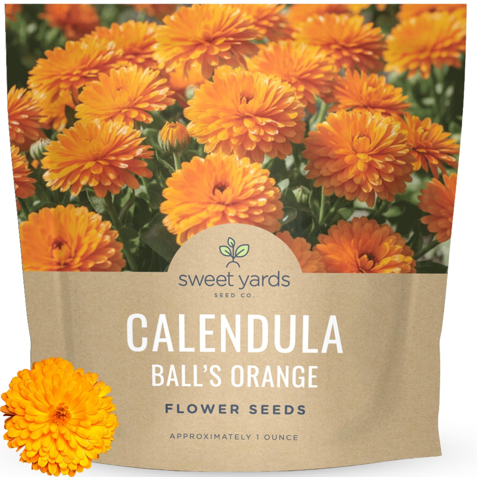 “Calendula Flower Seeds – 3,500 Count, Large 1 Ounce Packet for Planting”