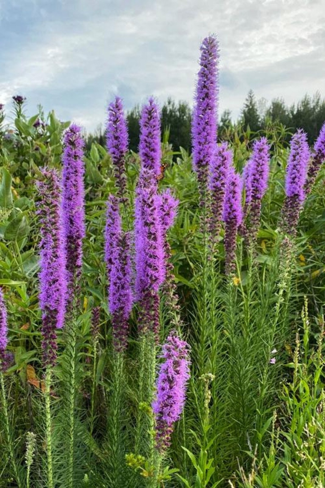 50 Blazing Star Seeds – Liatris Spicata / Liatris Pycnostachya- Heirloom Non-GMO