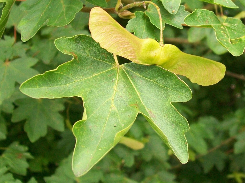 Field Maple Tree | Premium Seeds | Acer campestre ‘Summer’ | Plants’®
