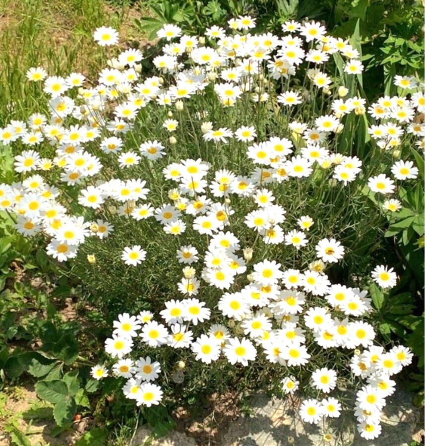 Pyrethrum SeedsTanacetum Chrysanthemum Painted Daisy Fresh Garden Seeds Heirloom