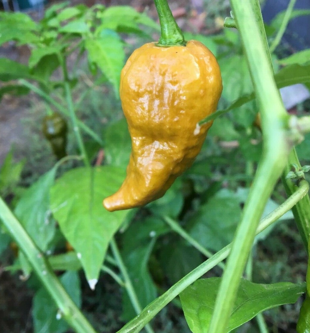 10+ Gold Ghost (Bhut Jolokia) Pepper Seeds | Hot, exotic chili, chile | Non GMO