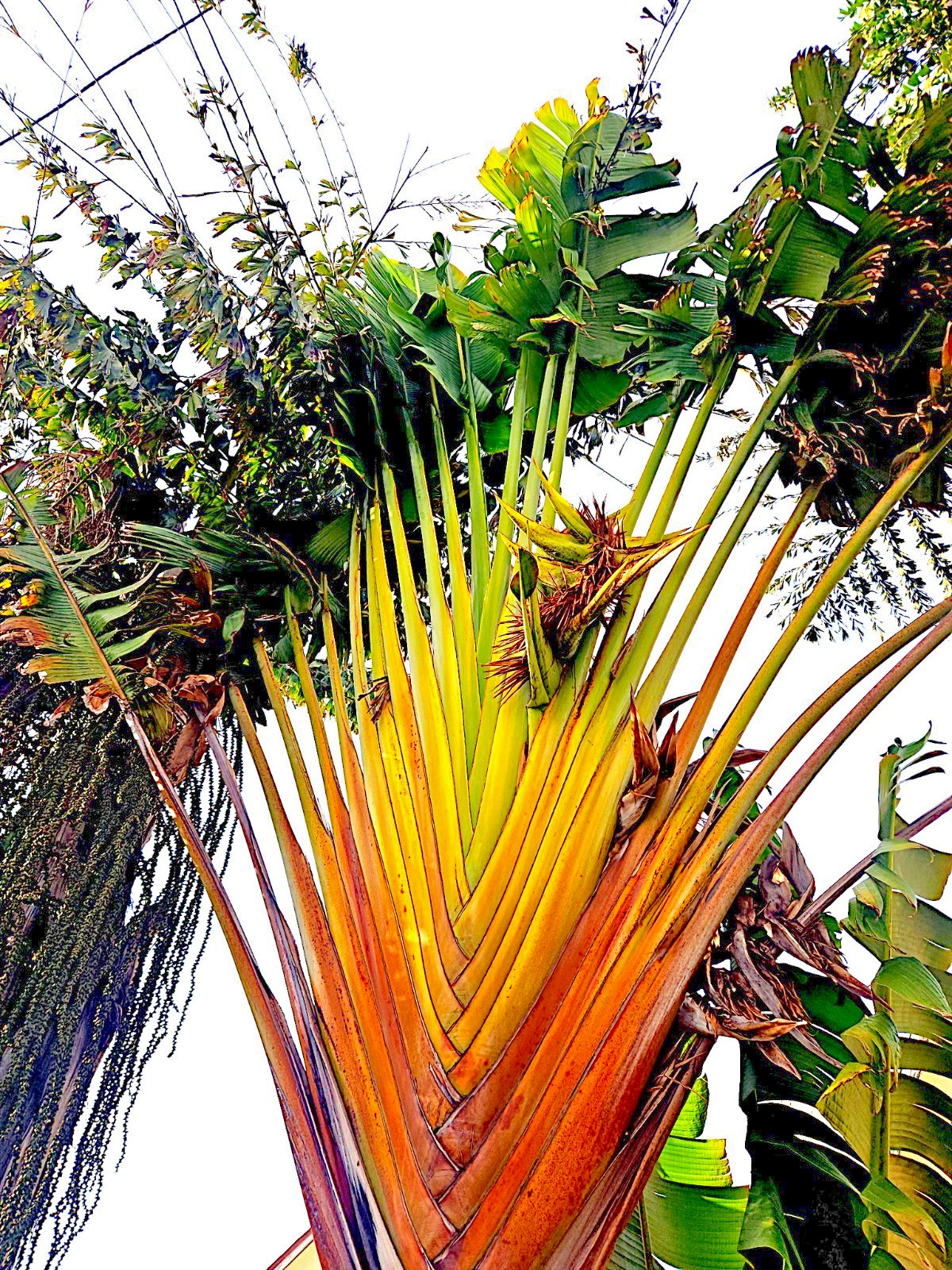TRAVELERS PALM TREE SEEDS (Ravenala madagascariensis) Bird of Paradise Plant