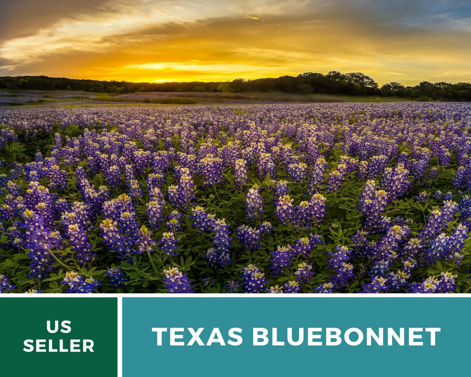 Lupine, Texas Bluebonnet – Heirloom Seeds – State Flower of Texas