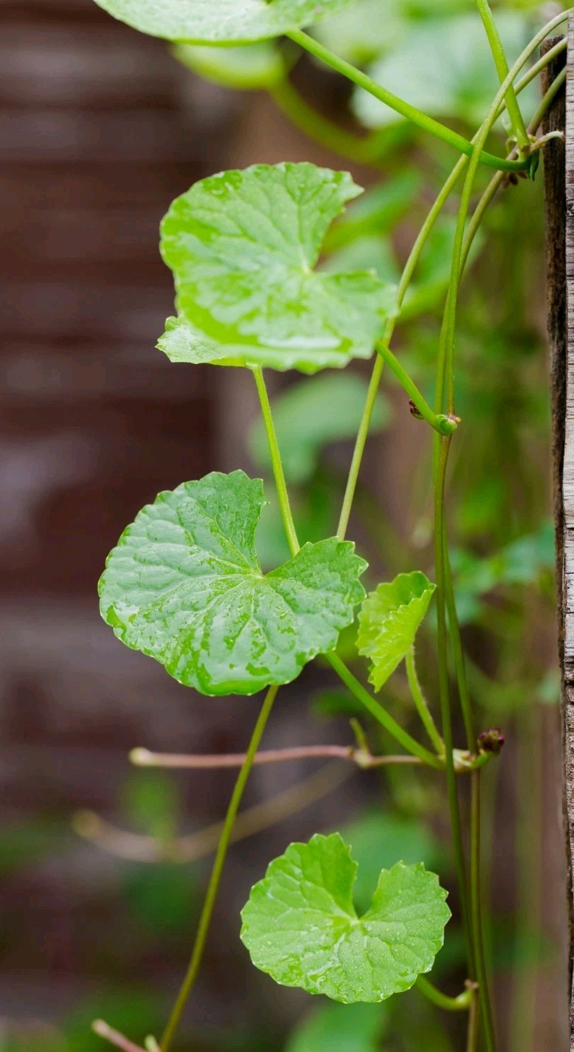 Gotu Kola SEEDS (Centella asiatica)