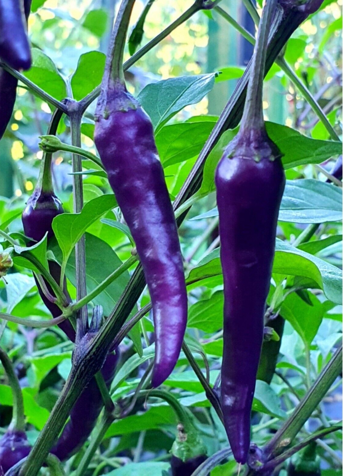 200+ PURPLE CAYENNE PEPPER SEEDS — HOT — HEIRLOOM – ORGANIC — NON GMO – FRESH