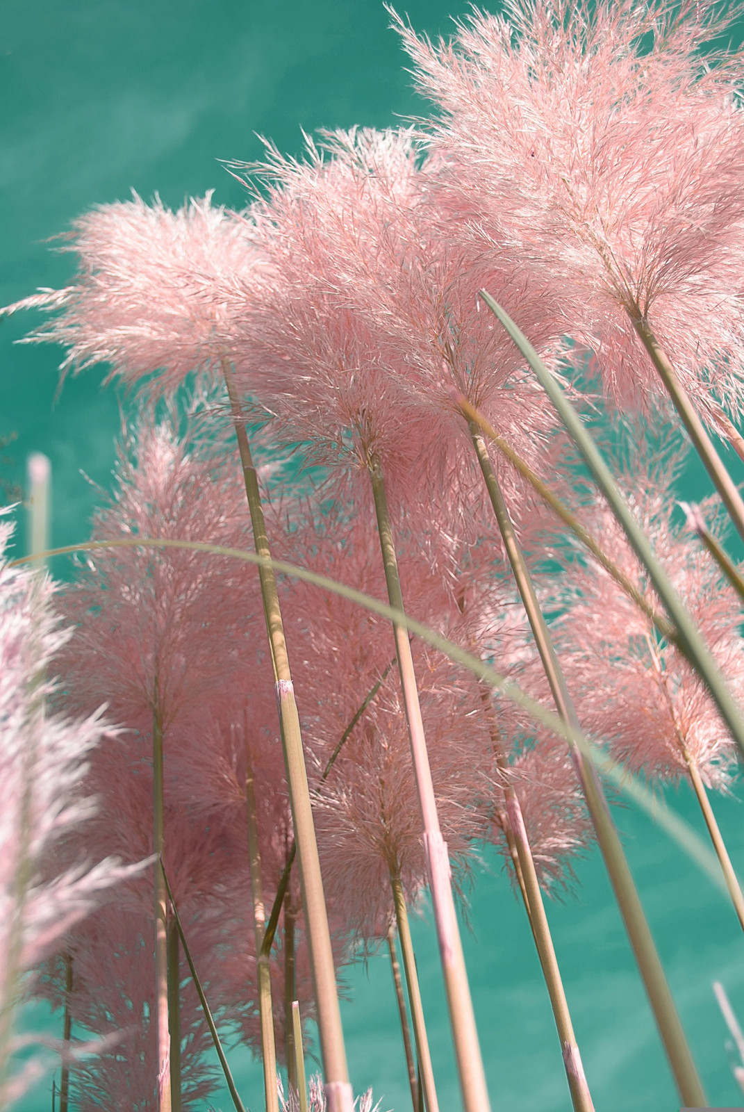 200 Ornamental PINK PAMPAS GRASS Cortaderia Selloana Rosea Seeds