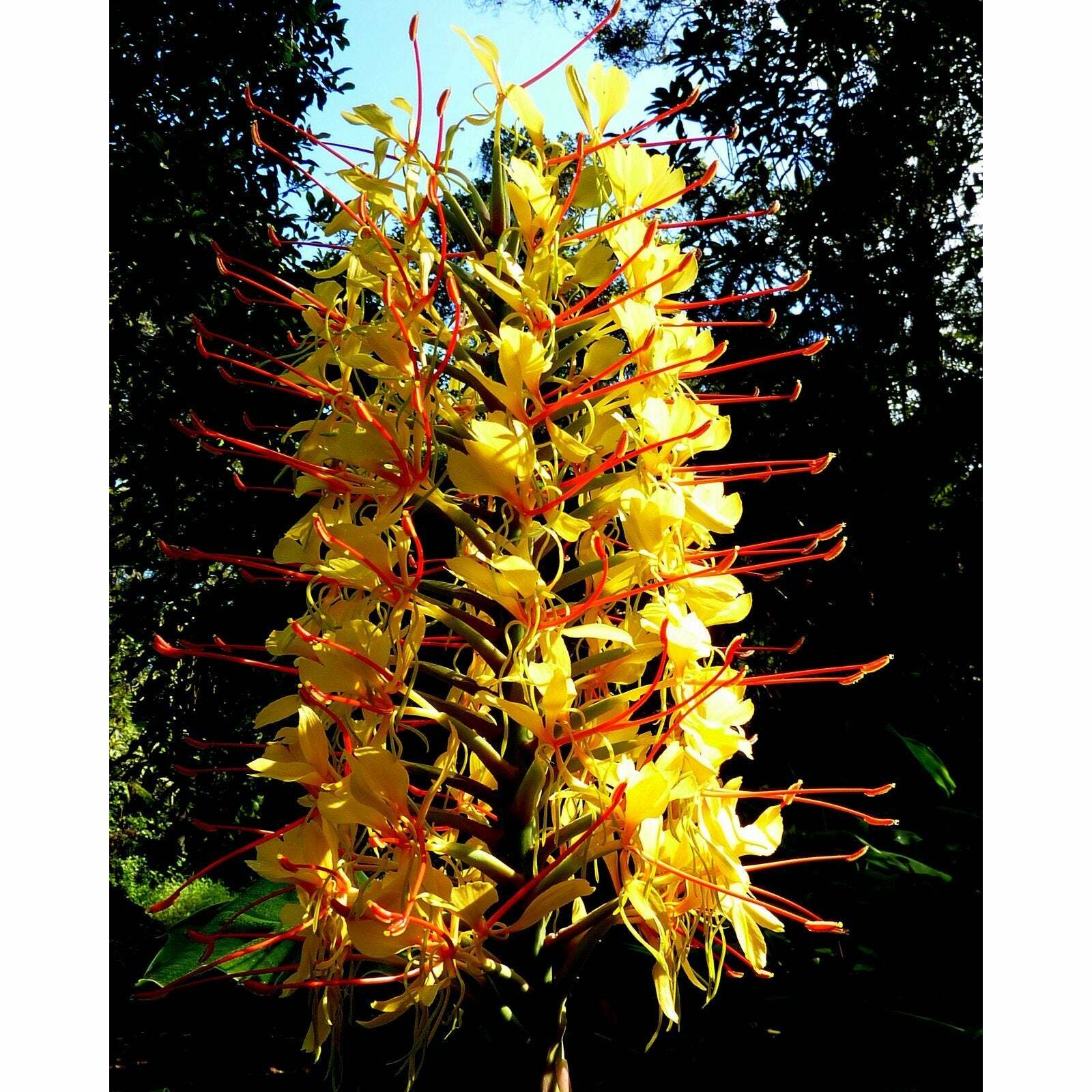 HAWAIIAN TROPICAL KAHILI YELLOW GINGER PLANT ROOT 1 Pack Fragrant Easy To Grow