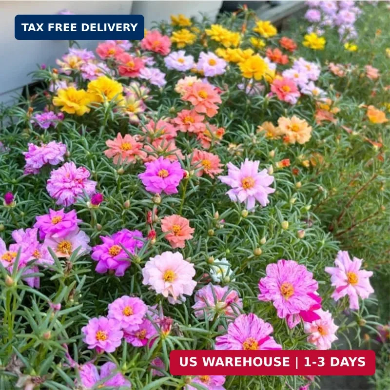 11000+ Mixed Color Moss Rose Seeds for Planting -Drought Tolerant Seeds, Ideal f