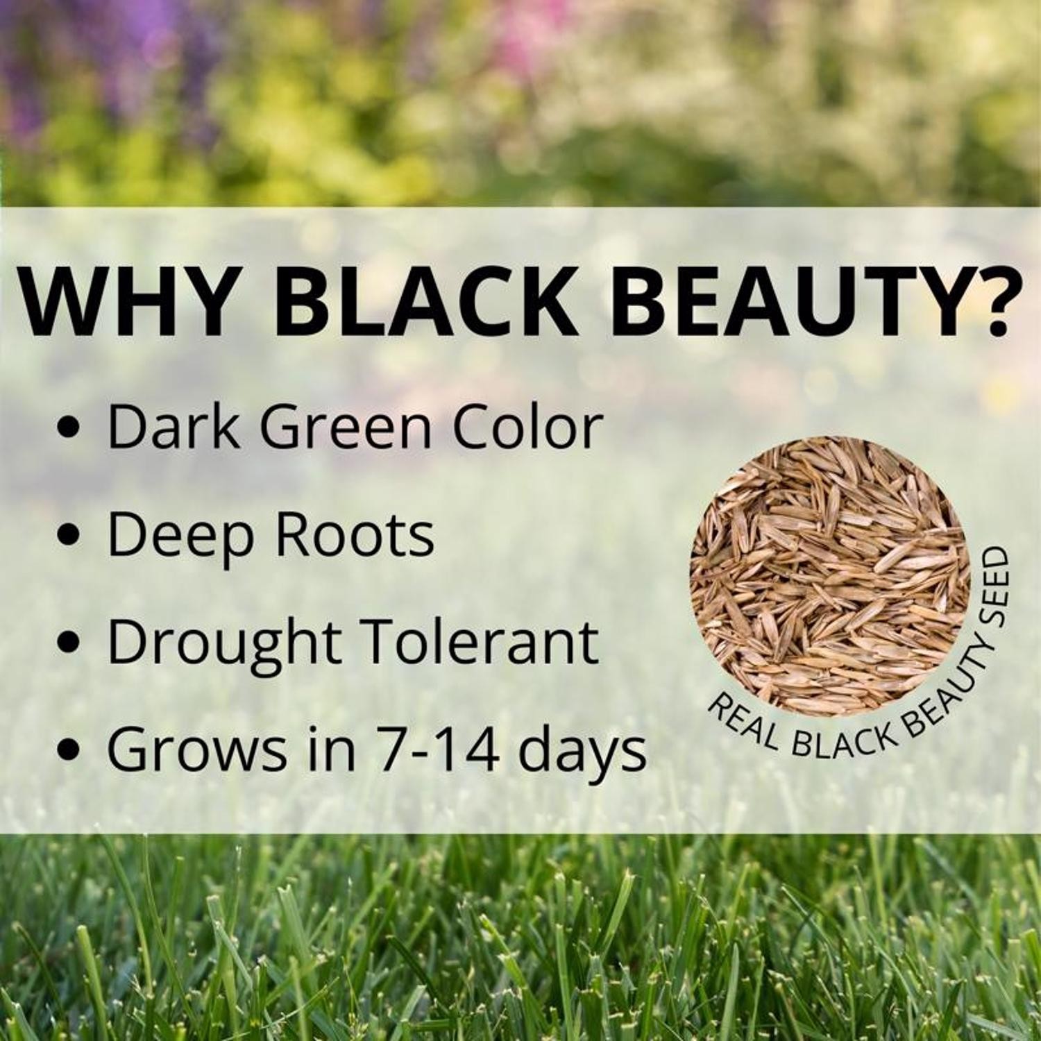 Jonathan Green Area All Purpose Sun and Shade Grass Seed Mixture 3 lbs. 2250 sq.