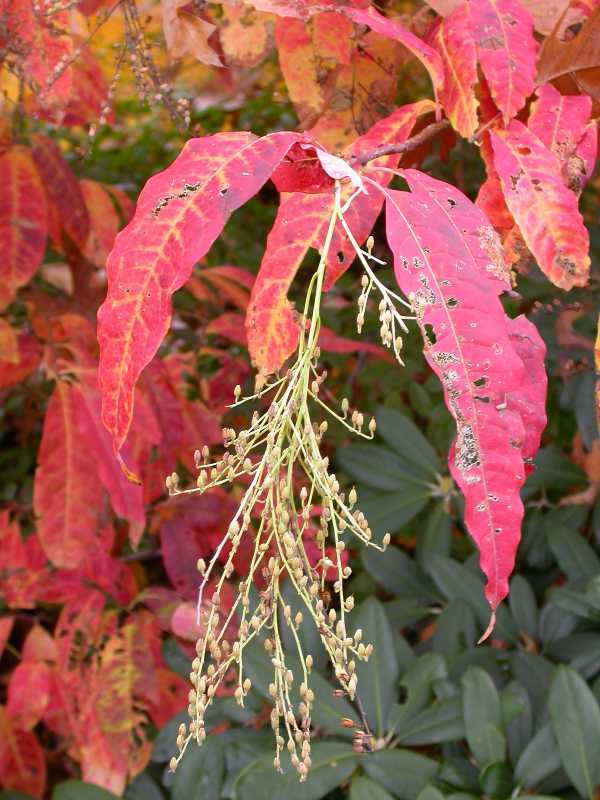 Lily of the Valley Tree, Oxydendrum arboreum, Seeds (Fall Color, Fragrant)