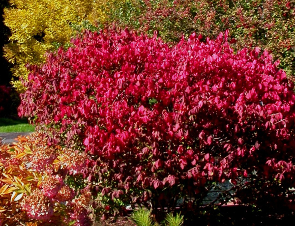 Wahoo Burning Bush, Euonymus atropurpurea Seeds (Showy, Fall Color, Hardy)