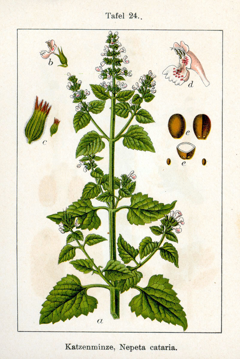 1000 Catnip Seeds – Nepeta cataria Seeds – Medicinal Herb – Cat Friendly!