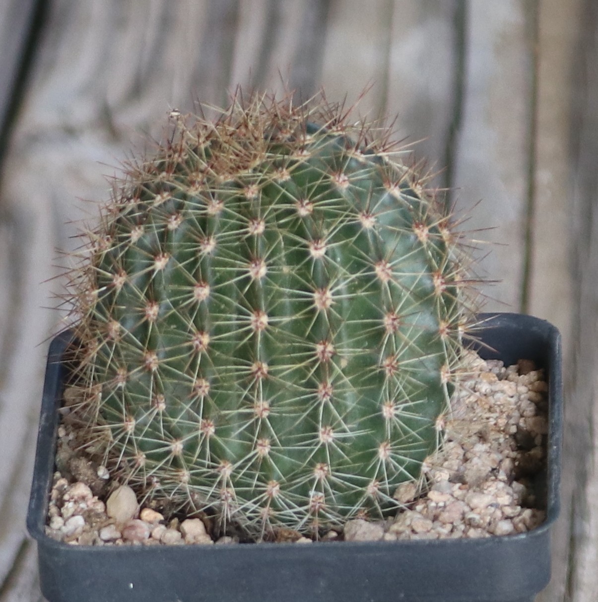 Echinopsis hybrid ‘Pink Glow’