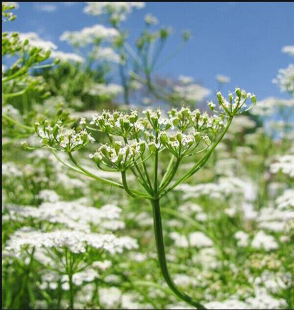 Scarborough Seeds 250 CUMIN SEEDS NON-GMO HEIRLOOM OPEN-POLLINATED HERB