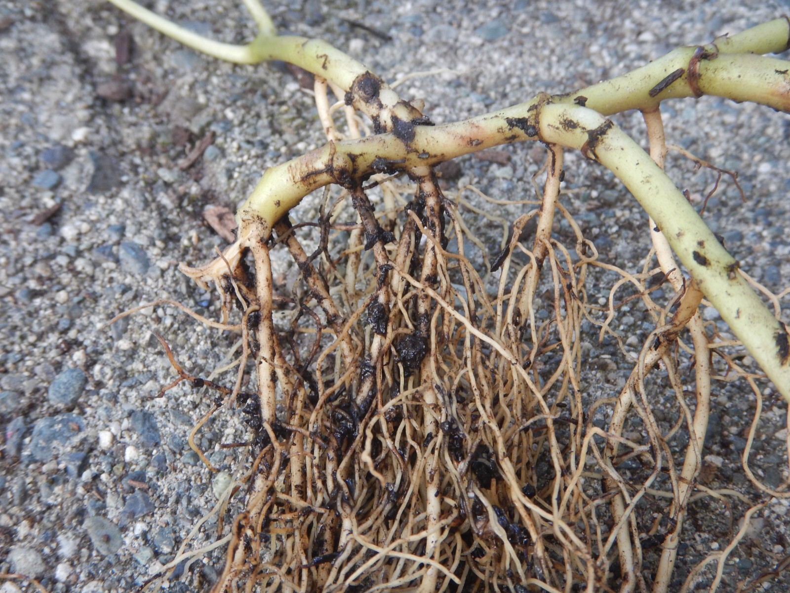 5 Wild Ginger Bare Root Plants Asarum Canadense Appalachian Fresh Dug to Order