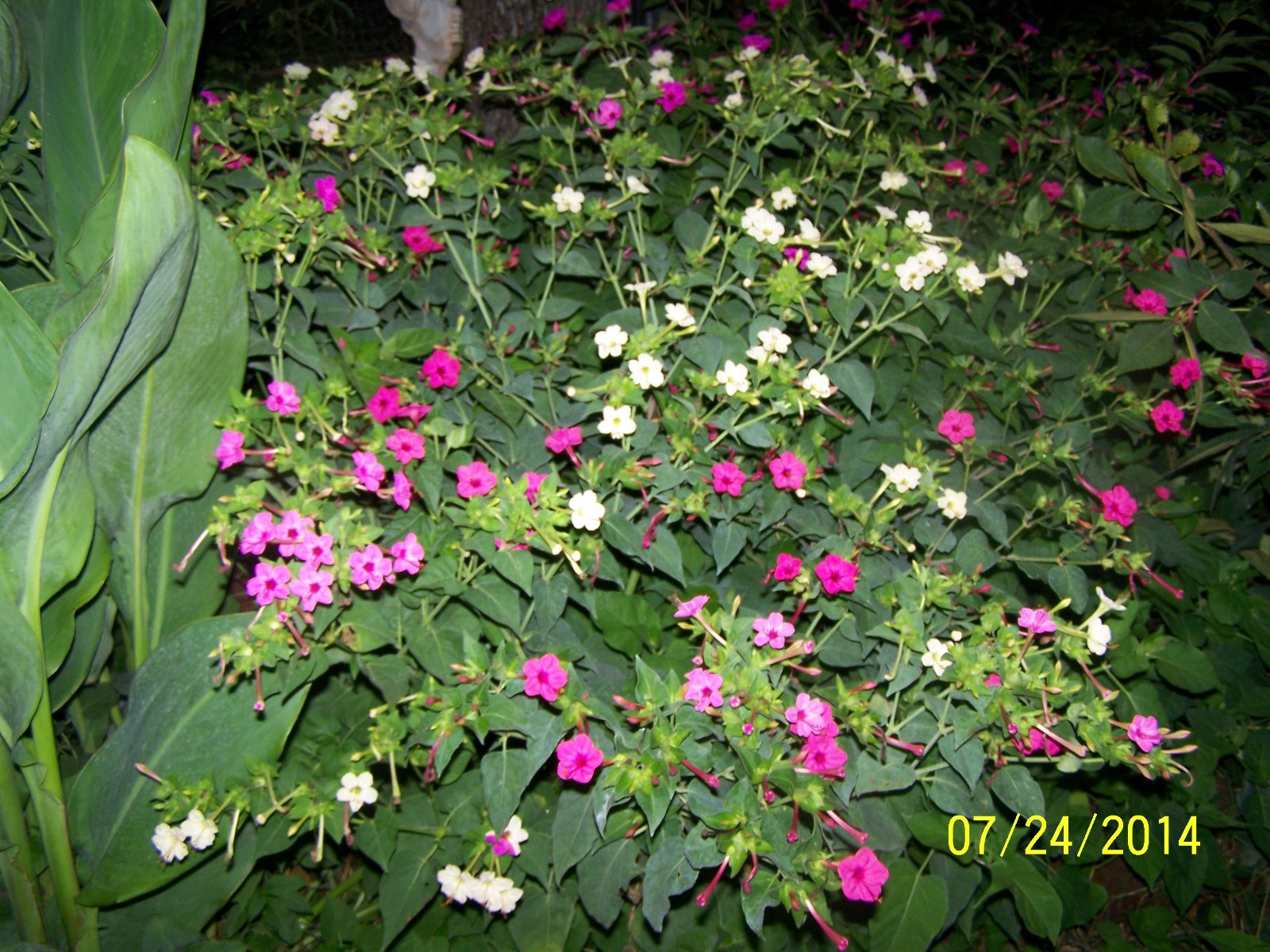 🌸50 Mirabilis (4 O’Clock) Flower Seeds Fragrant Easy to Grow FREE SHIPPING