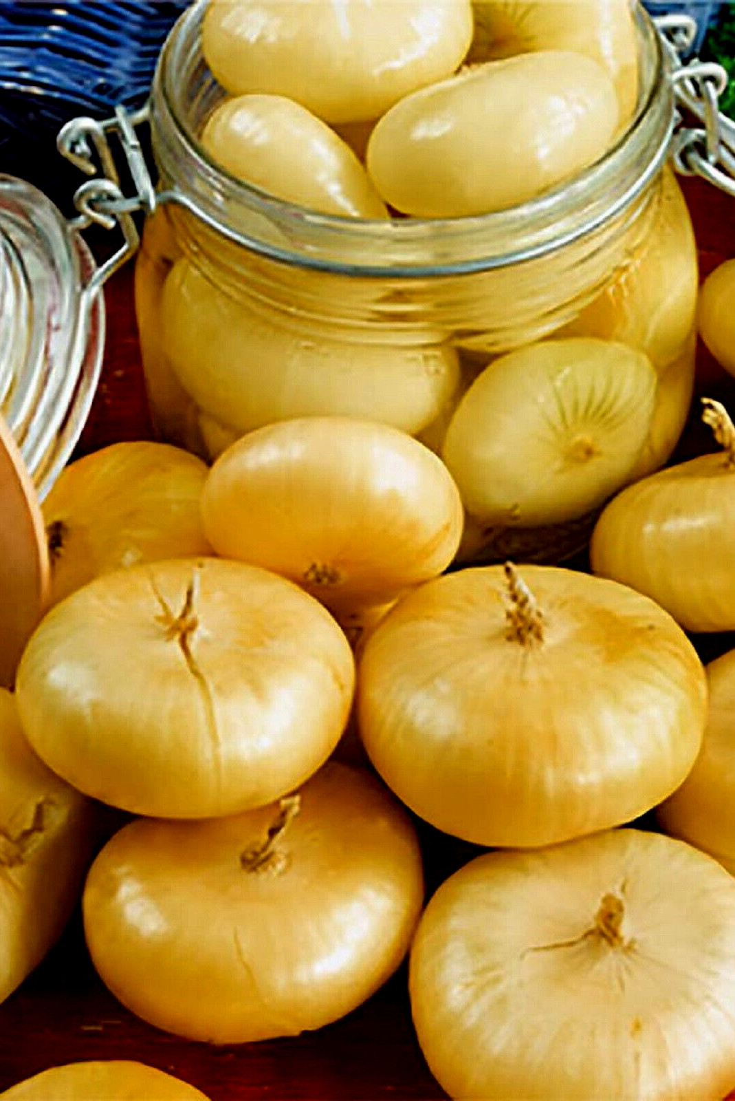 Cipollini Yellow Onion Seeds 200+ SEEDS NON-GMO FREE SHIPPING!!!!!!!!!!!!!