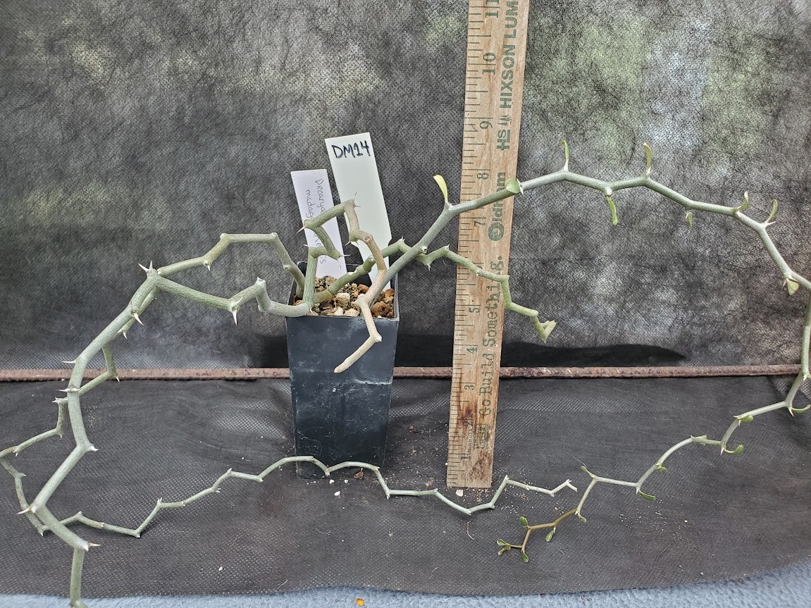 Decarya madagascariensis – Zig Zag Plant – Madagascar – Rooted Lot DM14