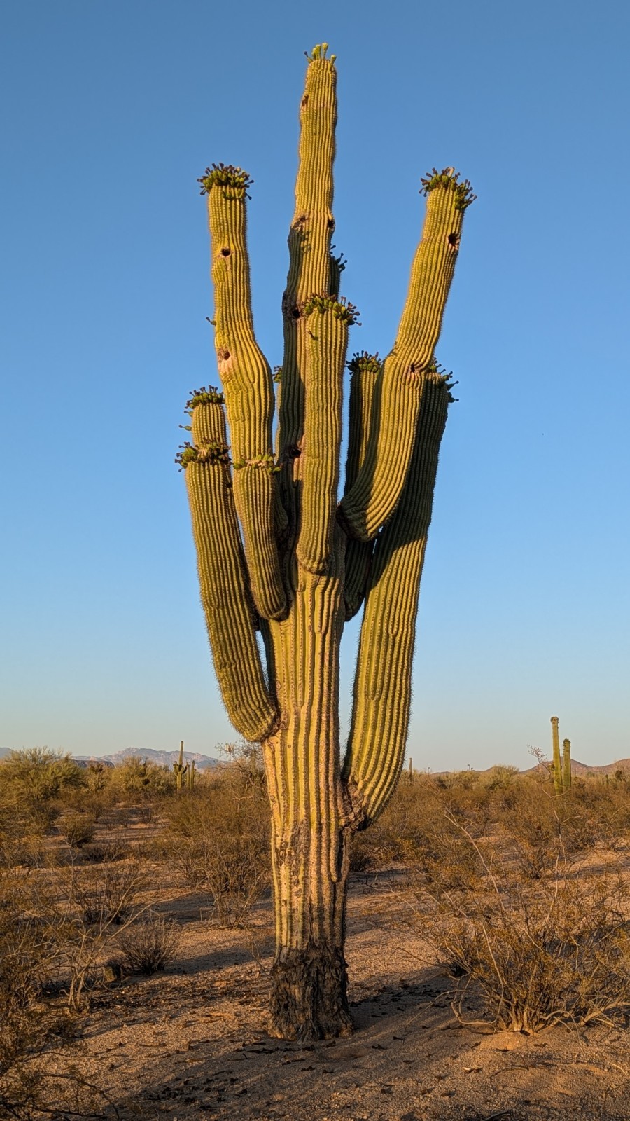 Saguaro Cactus (Carnegiea gigantea) 100 Seeds + Bonus Seeds