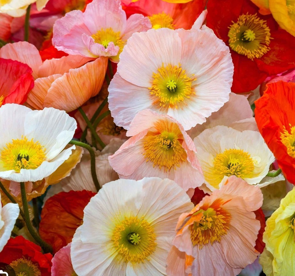 1200+ Iceland Poppy Seeds **Fresh Seeds** ~~Free Shipping~~