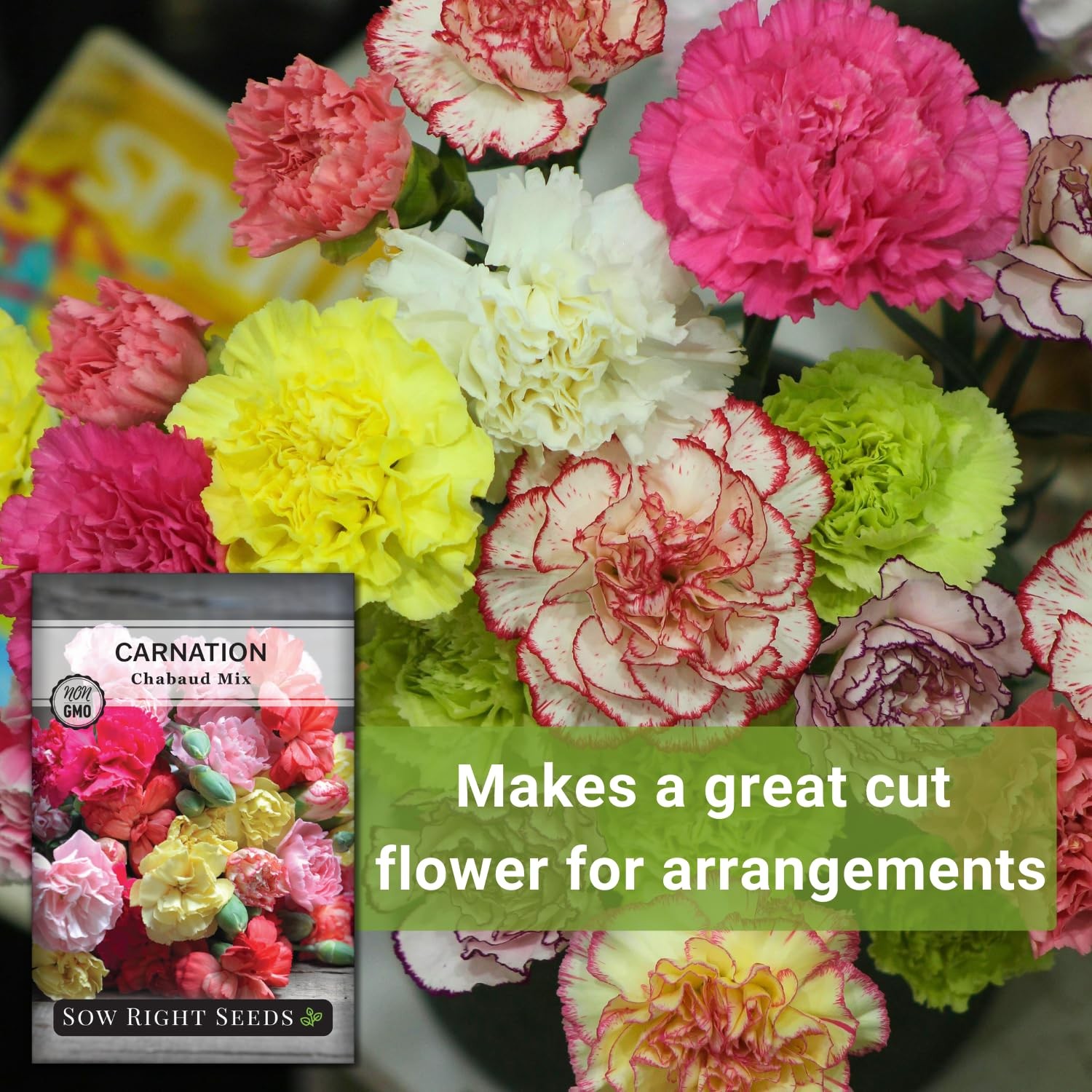 Chabaud Mix Carnation Seeds – Non-GMO Dianthus for Vibrant Outdoor Gardens