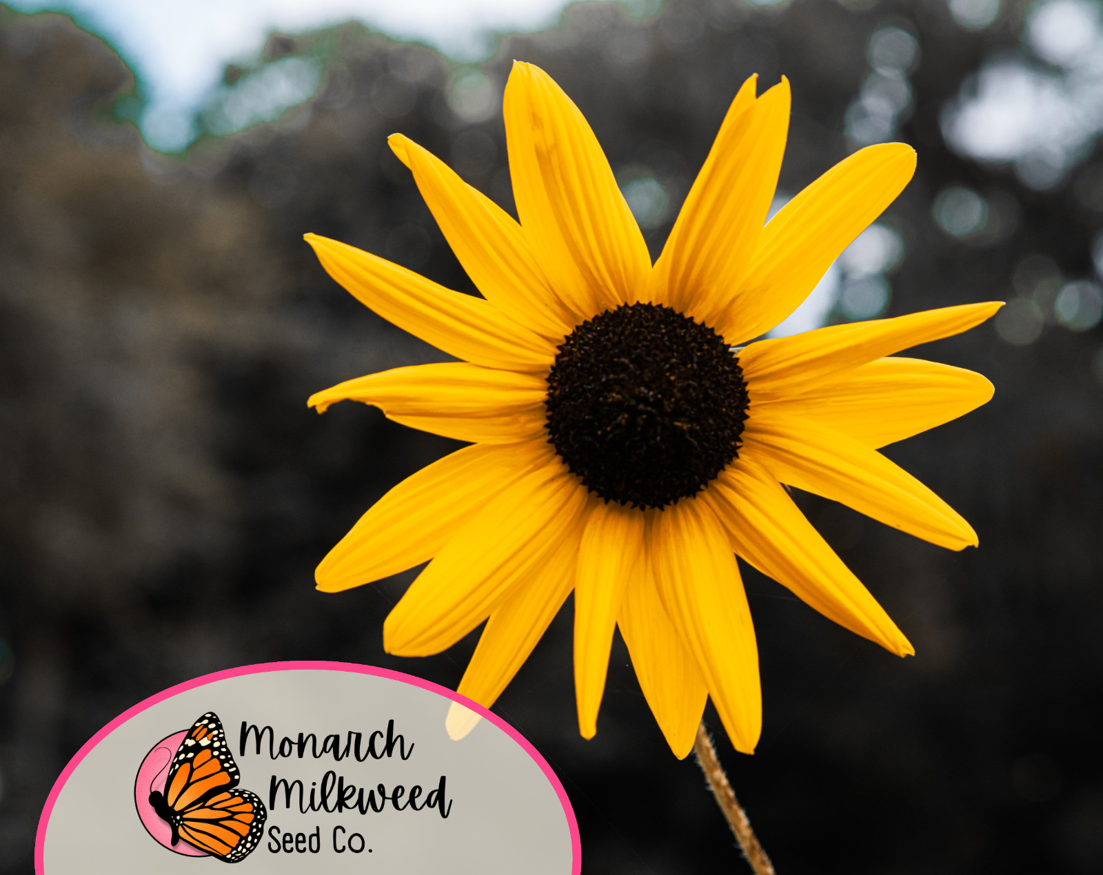 8000+ Black Eyed Susan Seeds | Native Perennial Wildflower Gardening Seed