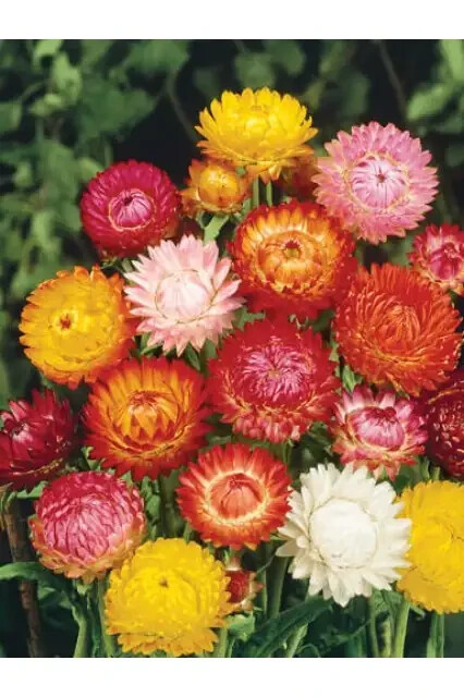 400 SEEDS – strawflower TALL DOUBLE MIX – GroCo USA – BUY ANY 15 – SHIPS FREE