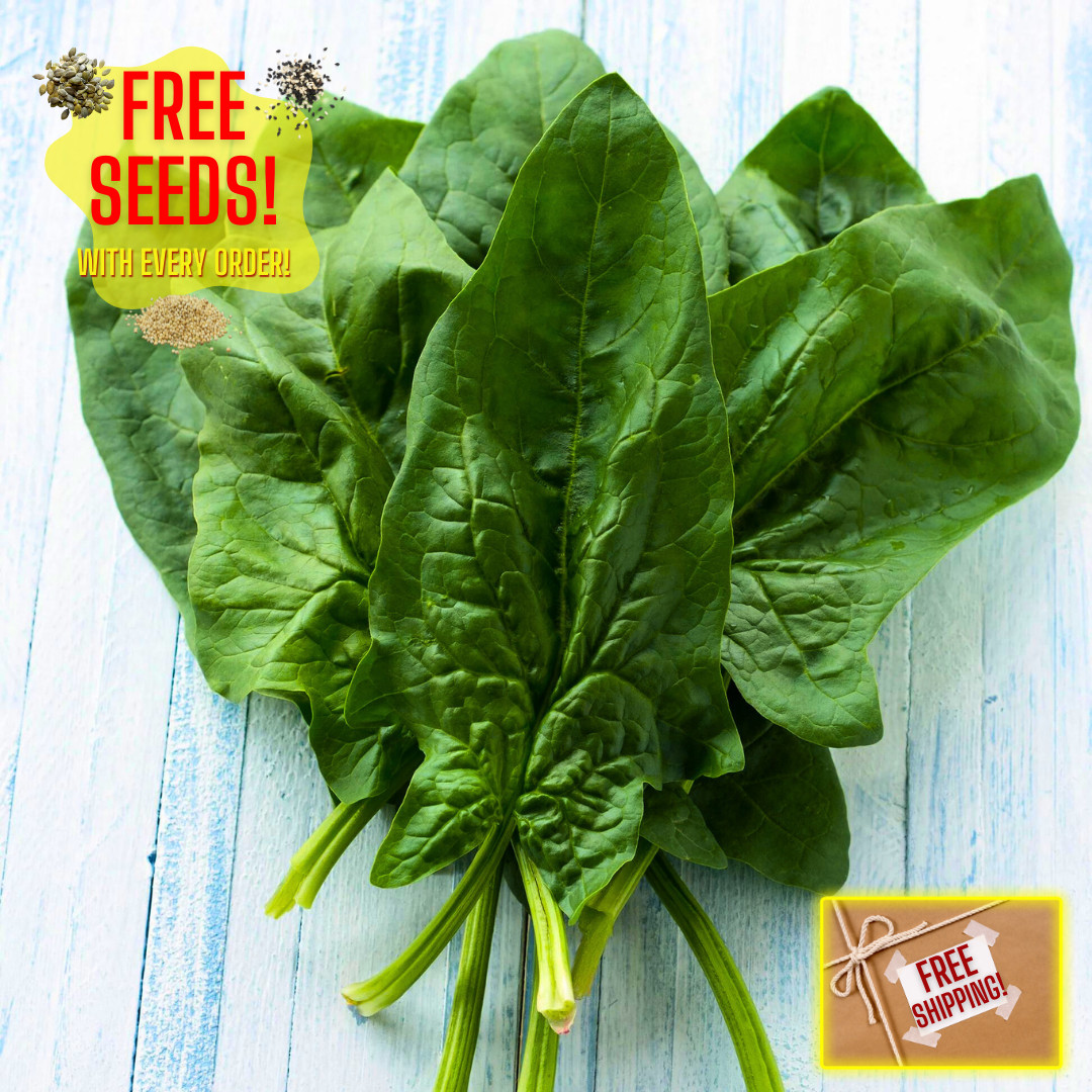 Fresh Green Arrow Spinach Seeds | Heirloom Non-GMO | Asian Vegetables