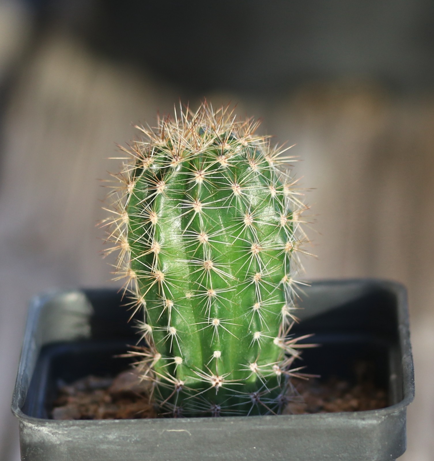 Echinopsis hybrid ‘Barberpole’ x ‘Celeste’