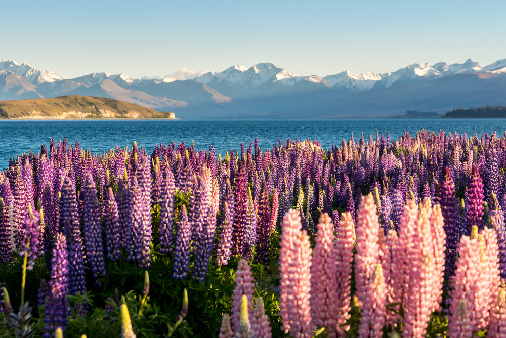 1/2 oz, 500+ seeds Russell Lupine Perennial Mixed Colors Lupinus Polyphyllus