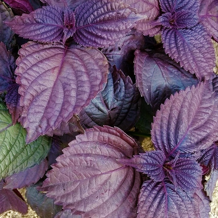 Purple Perilla Seeds | Japanese Red Shiso Aka Asian Mint Basil Herb Seed 2024